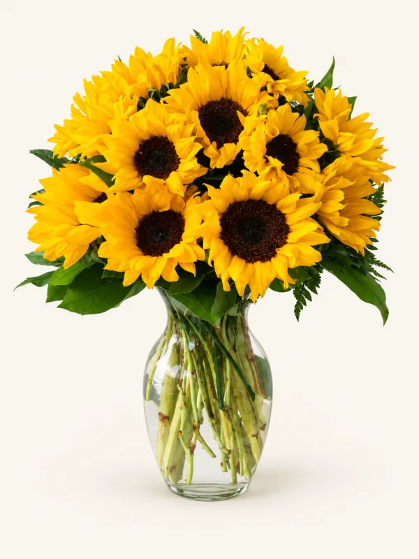 Arreglo de girasoles amarillos con follaje en jarrón de vidrio. Sobre fondo crema.